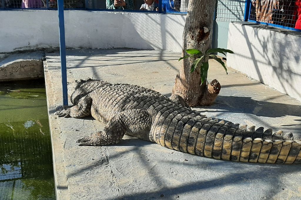 A caged crocodile on Banana Island.