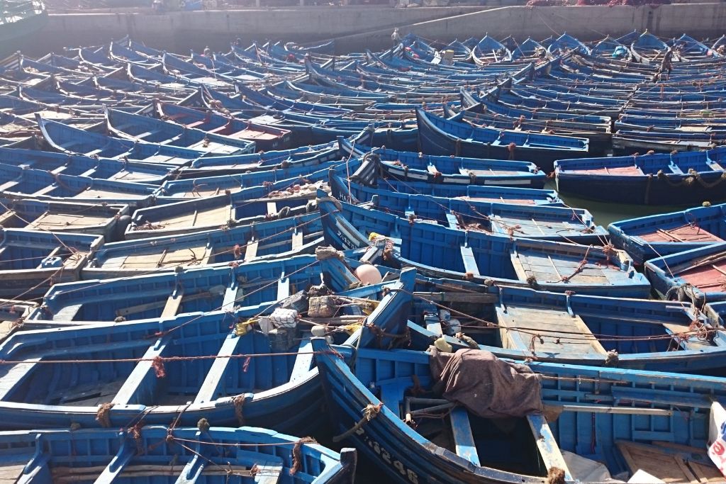 The countless blue bloats of Essaouira. 