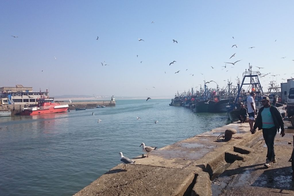 The hive of activity that is Essaouira's busy fishing port. 
