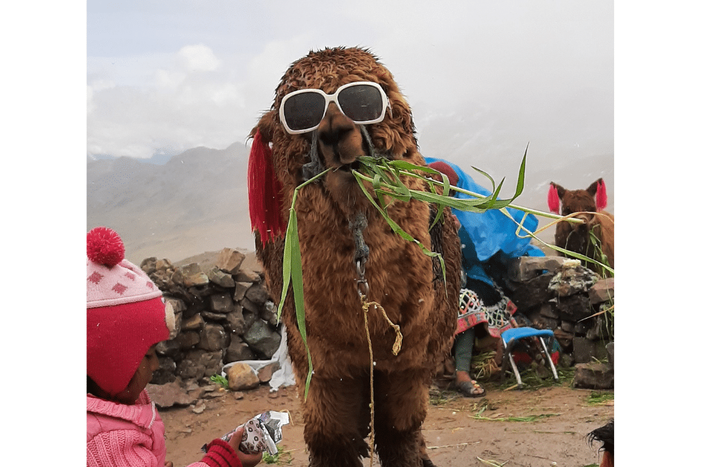 A super cute sunglasses-wearing Lama at Rainbow Mountain!