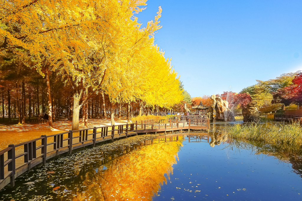 Beautiful autumnal colours at Nami Island.